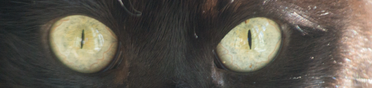 Close up Cat's eyes